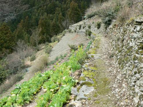 �}�Ζʂɍ��ꂽ��