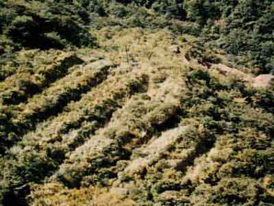 ����W���Ձi���a�T�S�N�j